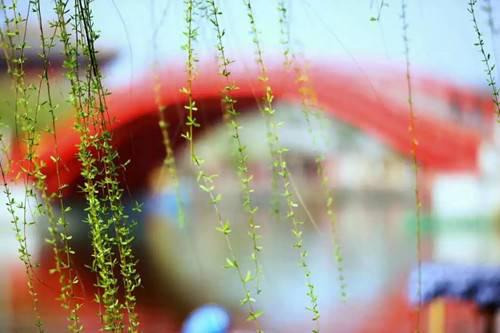 清明上河園的春天