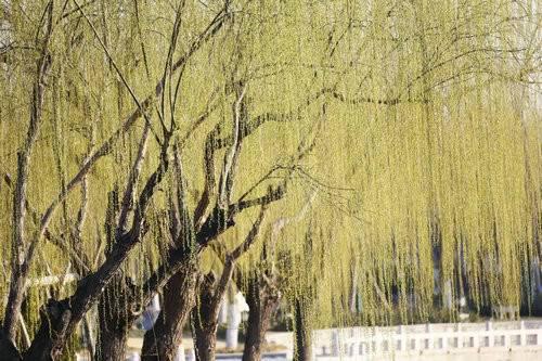 柳枝抽綠，河水初漲，清園美得生機勃勃。