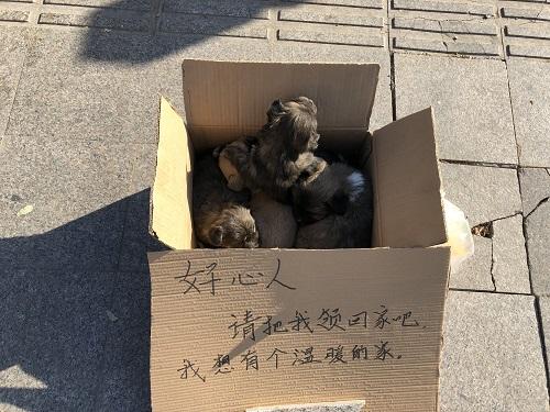 街头4只狗狗冷风中瑟瑟发抖 郑州好心人争相领养