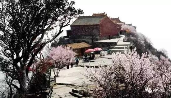 这里的桃花花朵丰腴,色彩艳丽,总会引起人的种种遐想。