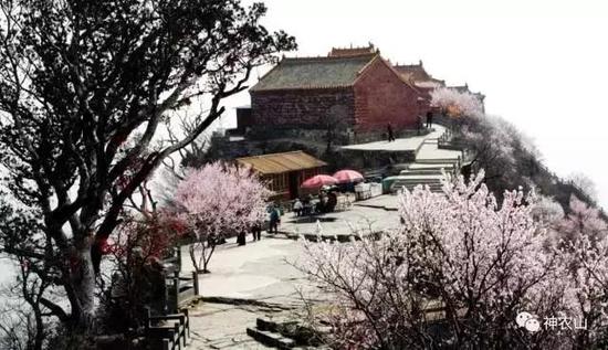 这里的桃花花朵丰腴,色彩艳丽,总会引起人的种种遐想。