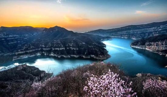 在河南山西中间黄河中下游有这么一个地方,有一片满山遍野的桃花。