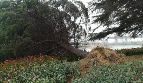 大河報(bào)·大河客戶端記者 于揚(yáng) 李玉坤