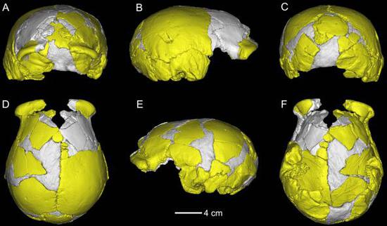 許昌人1號頭骨3D虛擬復(fù)原圖