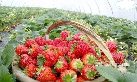 最后,正常草莓甜度高且甜味分布均匀。激素草莓吃起来寡淡无味、闻着不香。