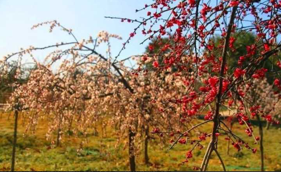 [碧沙岗公园]海棠、樱花