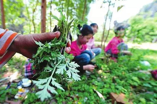 1,郑州树木园,面积4200多亩,是春天里挖野菜的首选之地。