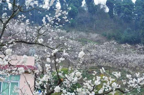 樱桃沟山路漫漫,是户外徒步的好地方。这开在土丘之上的樱花,比城中更漂亮。