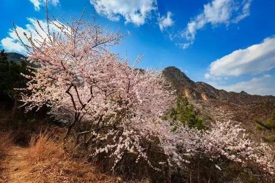 活动名称:秋沟山桃花节