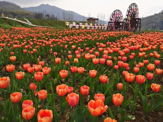 耐不住春日陽光的輕撫，“噗”，園中的第一朵郁金香在一夜之間悄然綻放。