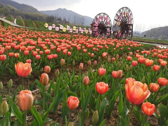 清風送爽的3月，寒冬已漸漸褪去，一顆顆花苞，等待著喚醒它們的第一縷陽光。
