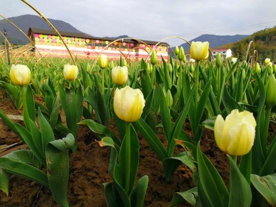 趁著花正紅，景正美。來西九華山花千谷賞千畝郁金香吧！