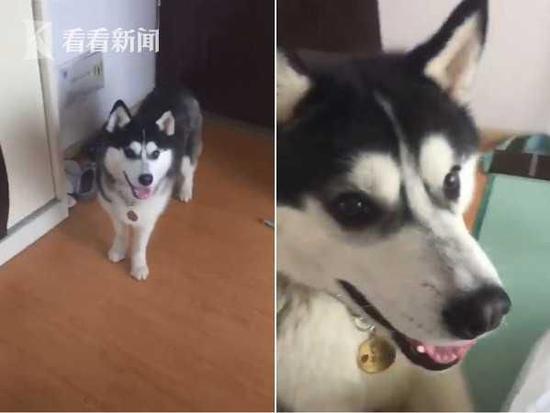 聪明的狗狗学主人说,“二百五。”不过有网友笑说这其实是在顶嘴。