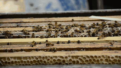 小微的山间美食寻味之旅