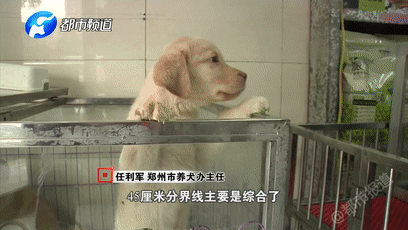 5规定出台前就养了大型犬,养狗先于禁令,狗该何去何从?
