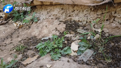 蜜蜂大面積死亡&nbsp;到底因?yàn)樯叮?></div>
<p style=