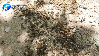 “死得都沒數(shù)了！”蜂農(nóng)們哭訴。