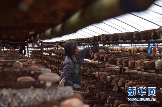 農(nóng)民在方洼村香菇種植大棚里整理菌棒