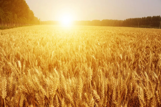 开封小麦喜获丰收。（李新义摄）