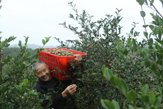 油茶果采摘，好原料才能出好油