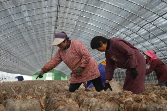 贫困劳动力正在中和镇香菇基地忙碌着采摘香菇