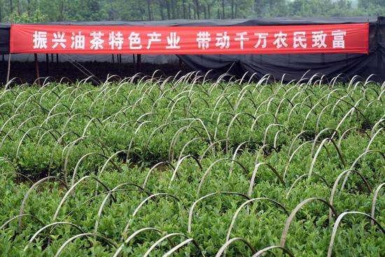 联兴油茶育苗基地长势图，十年育苗经验，年出圃优质油茶种苗200余万株，为大别山油茶产业发展奠定雄厚的种苗基础