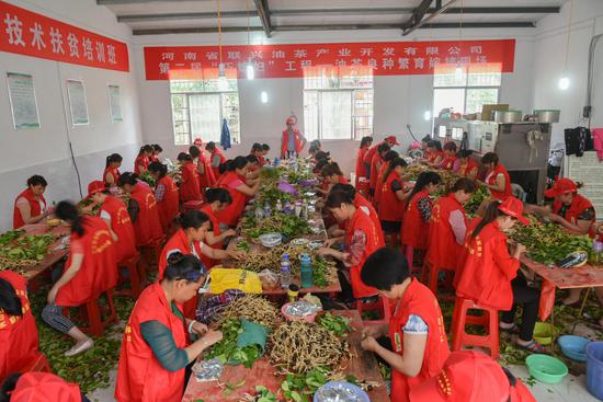 图为2017年5月联兴油茶子苗嫁接现场，农村留守妇女的就业工厂