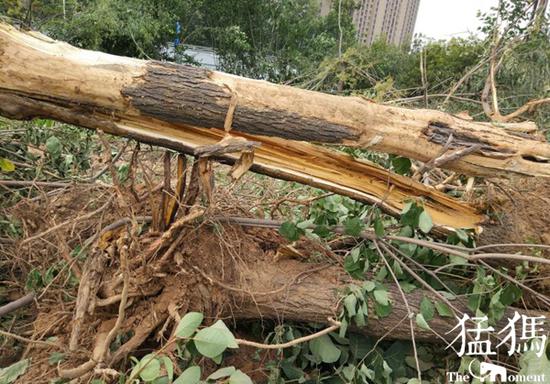 ֣��һ���̻��ȵ�һҹ������ ��Ƭ��ľ������