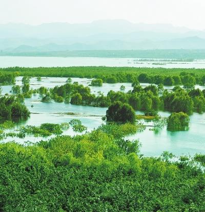 ▲淅川丹江湿地绿树摇曳。河南日报 资料图片