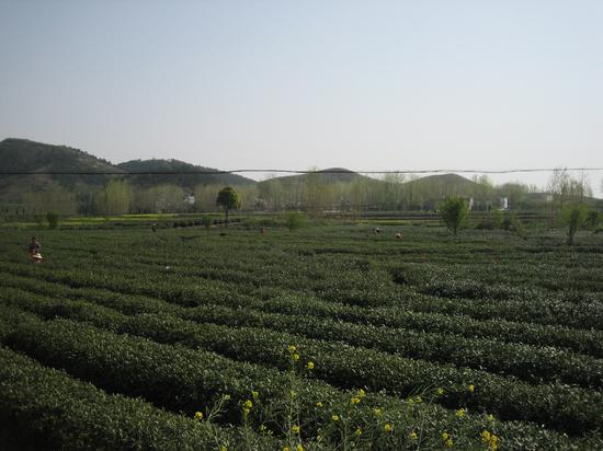 河南新林茶业股份有限公司1850亩有机茶叶种植基地