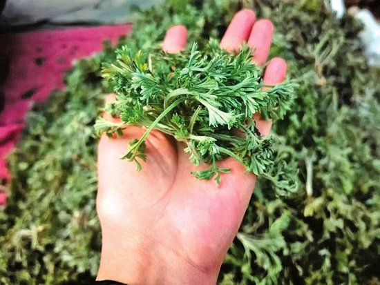 最高12元一斤的野菜白蒿