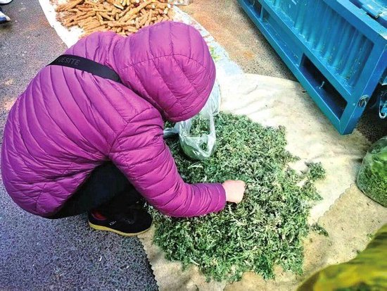 市民选购春季时令野菜（白蒿）