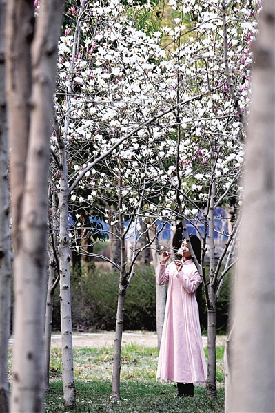 植物園內(nèi)的玉蘭