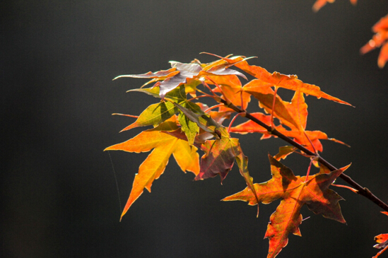 太行山深處的清幽景色