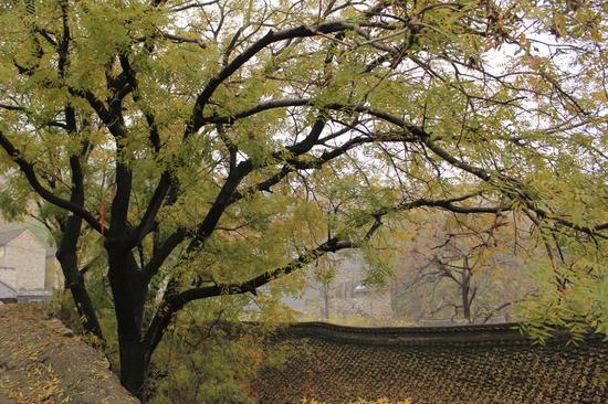 古老而傳統的王家辿