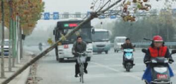 行道樹成攔路桿