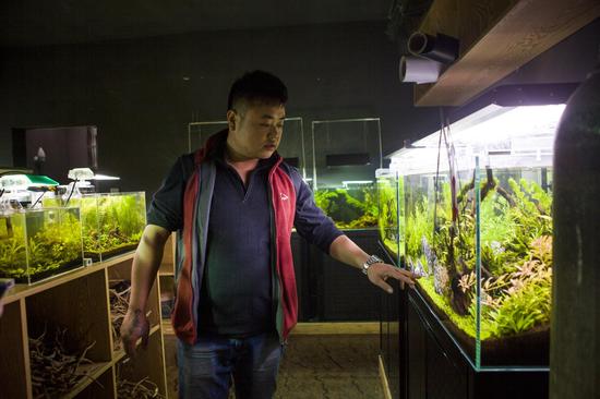 信阳造景师李辉:让大自然美景入水来 _信阳频