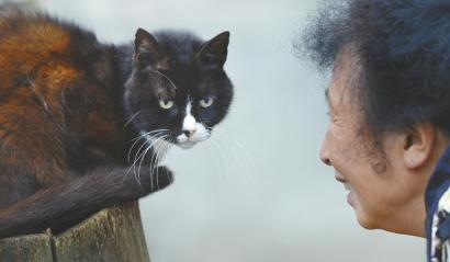 大媽救助近5000只流浪貓狗