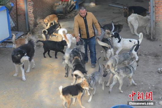 长春市民耗资数百万救狗2000余只