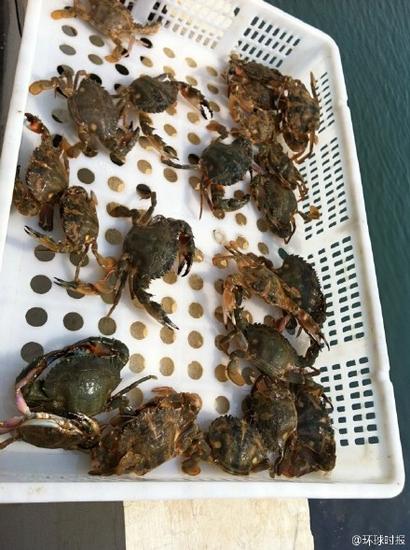 神秘男子花120万买大闸蟹放生