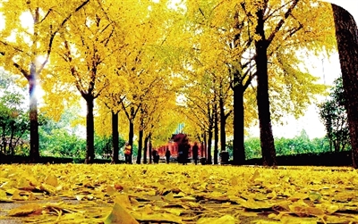 昨天，冷雨打落了满地树叶，人民公园胡公祠前的古银杏树洒落一地金黄。郑州晚报记者 马健 图