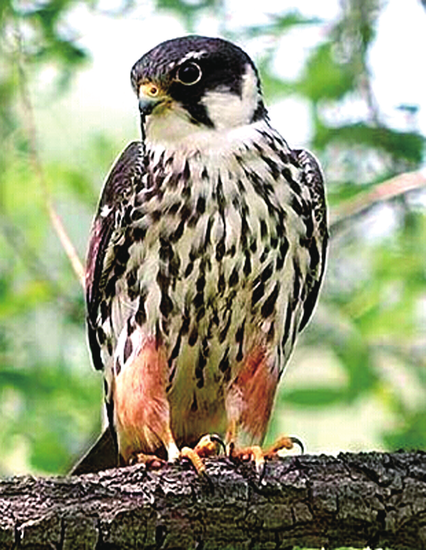 燕隼，國家二級保護動物