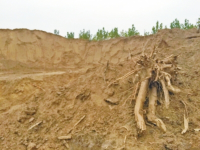 被毀的綠化帶上樹(shù)根裸露