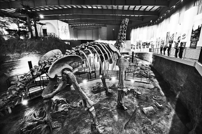 汝阳恐龙公园将开放 展出雕塑1:1复原亚洲最大