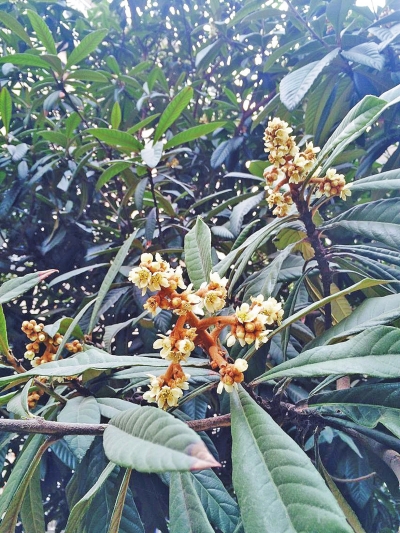 枇杷樹上花開朵朵