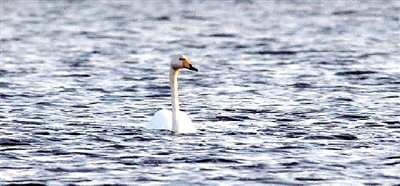 東區的美連白天鵝都知道了