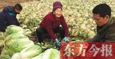 郑州万斤大白菜可免费领