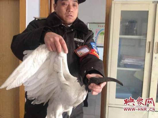 国家二级保护动物白鹮生病坠落郑州。