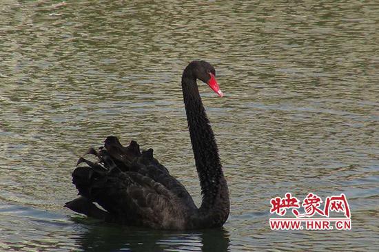 鄭州金水河現黑天鵝