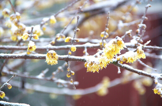 踏雪尋梅，西九華山冰雪之約